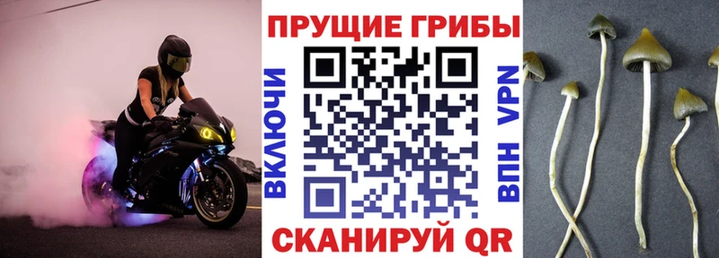 Псилоцибиновые грибы прущие грибы  наркотики  Канаш 